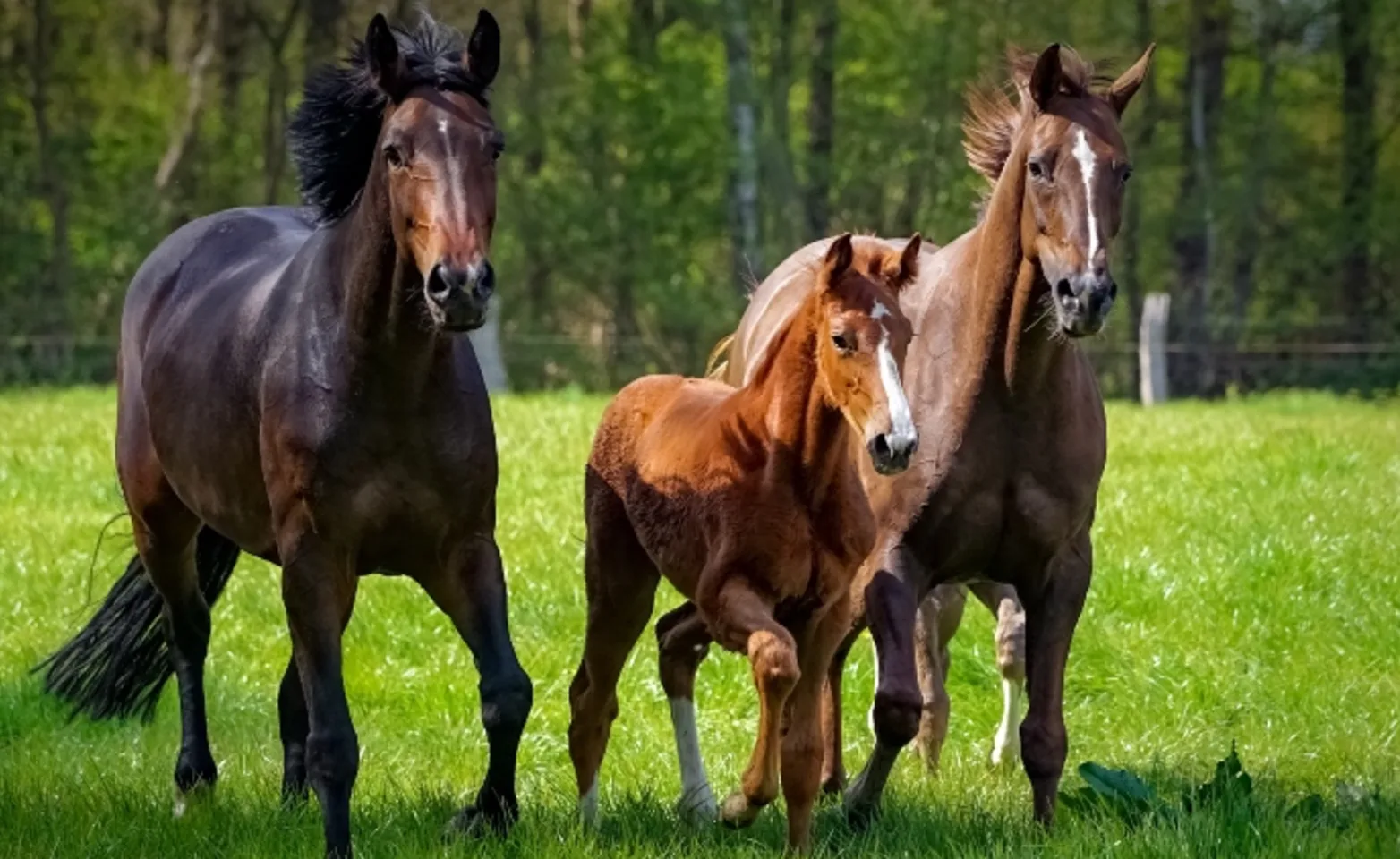 Steed, mare, and foal brown horses running through grass field
